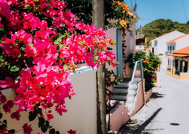 Magenta Flowers On The Wal
