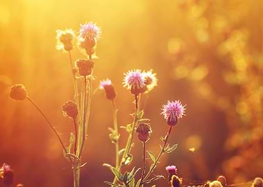 Sunlight Meadow Soft Na