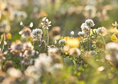 Blue Nature Sunlight La