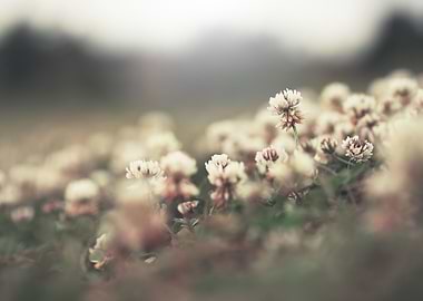 Sunlight Blooming Meadow