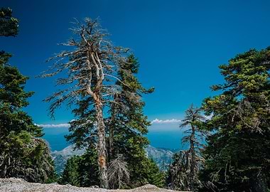 Magic Forest And Amazimg V