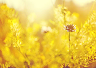 Blooming Meadow Soft Na