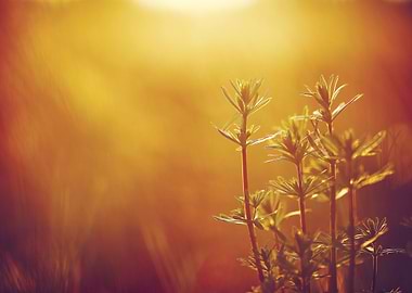 Outdoor Sunlight Meadow