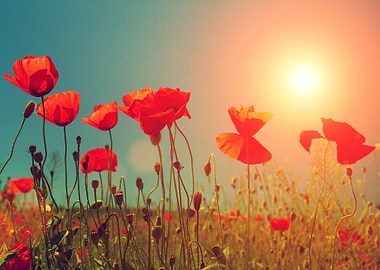 Background Beautiful Beaut