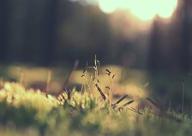 Sky Green Brown View N