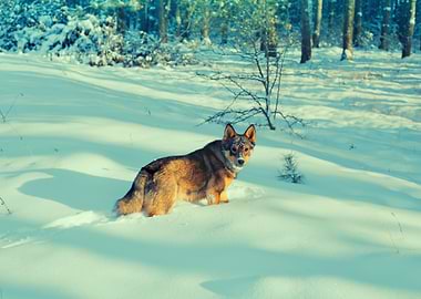 Nature Landscape Tree Shad