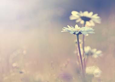 Sky Blue Green Old Tex