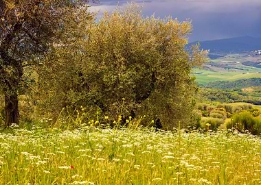 Landscape Valley Olive Tre