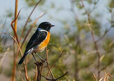 Stonechat