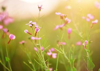 Outdoor Closeup Sunlight