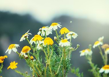 Unusual Outdoor Meadow