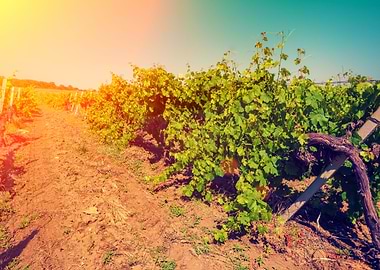 Agricultural Agriculture B