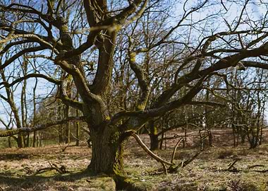 Panoramic Shot Of Beautifu