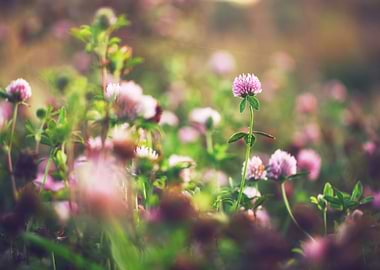 Blooming Meadow Trillium