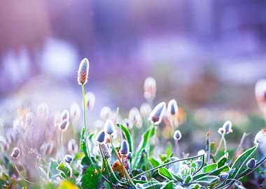 Spring Outdoor Sunlight