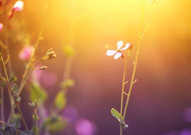 Outdoor Sunlight Meadow