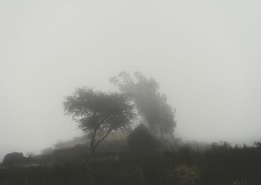 Silhoutte Of Trees And An