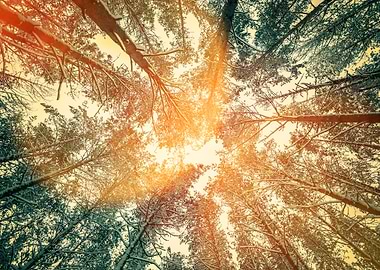 Forest Sun Frame Pine Tree