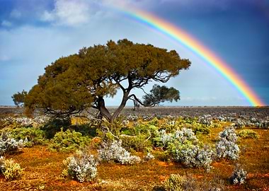 Desert Rainbow Tree Landsc