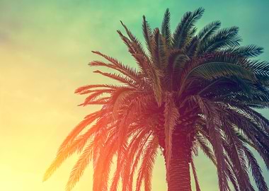 Palm Tree Tropic Nature Tr