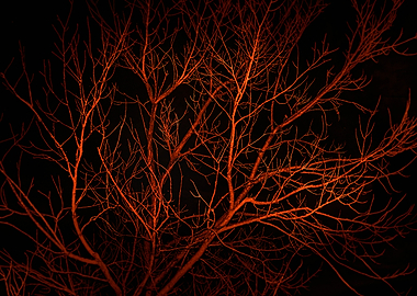 Dark Night Scene Forest La
