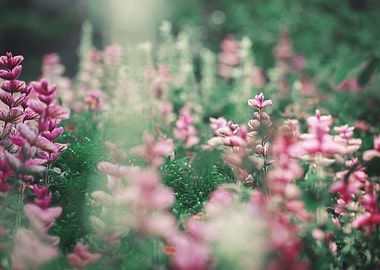 Closeup Outdoor Sunlight