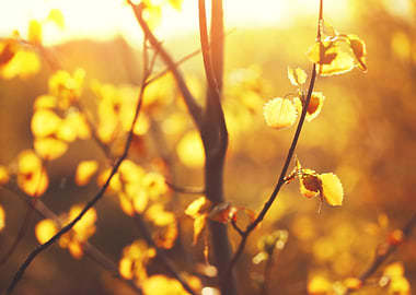 Outdoor Sunlight Tree M