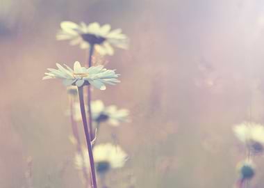 Sky Blue Green Old Tex