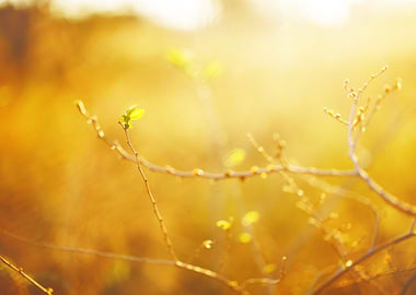 Closeup Tree Foliage Gr