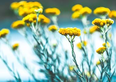 Spring Sunlight Meadow