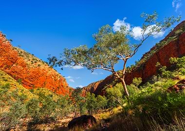 Alice Springs Aussie Austr