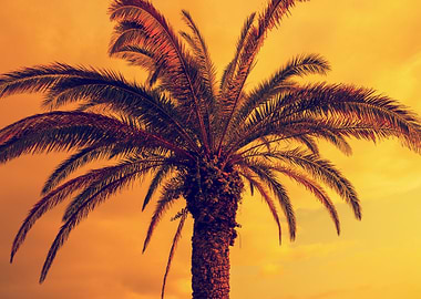 Palm Tree Tropic Nature Tr