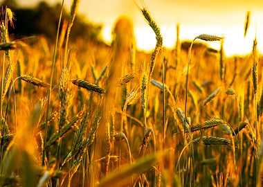 Wheat Field