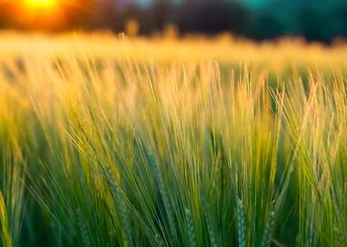 Wheat Field Sunshine