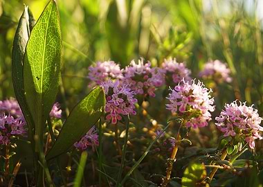 Breckland Wild Thyme
