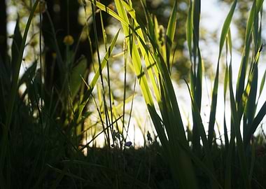 Grass Sunshine