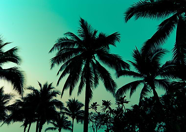 Palm trees