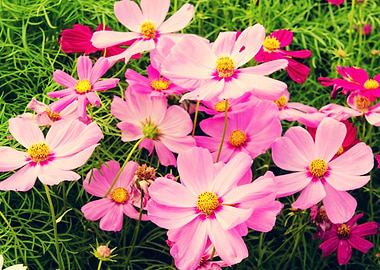 The Cosmos flower