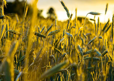 Wheat Field Sunset
