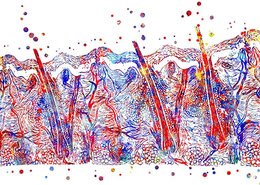 Cross section of the skin