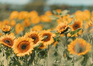 Sunflowers