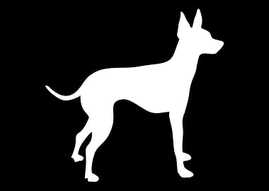 English Toy Terrier