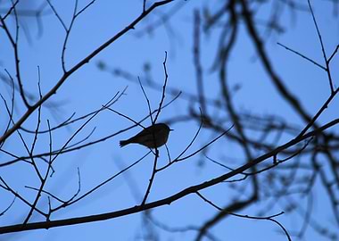 Small Bird Silhouette