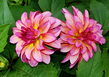Pink dahlia twins