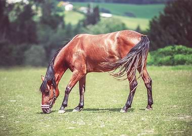 Brown horse