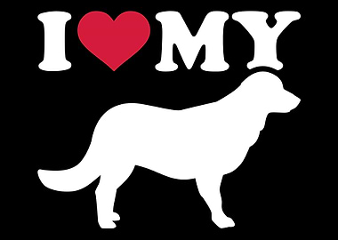 Flat Coated Retriever