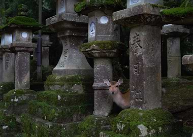 Nara Deer