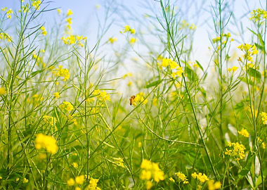 Bees in mustard field