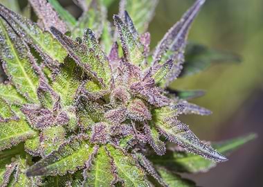 Female Cannabis plant