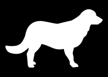 Flat Coated Retriever